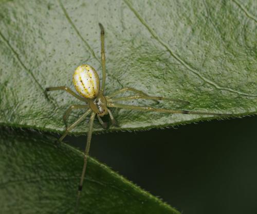 Enoplognatha (latimana-ovata)